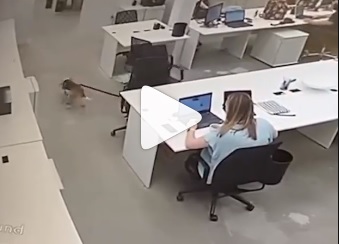 Cachorrinho travesso cria confus&atilde;o em escrit&oacute;rio – Foto: Reprodu&ccedil;&atilde;o/Internet