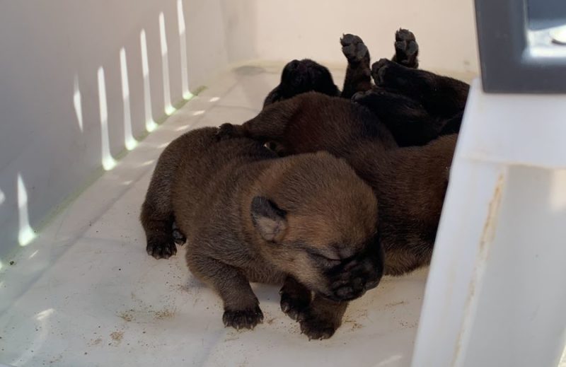 A den&uacute;ncia era de abandono de animais, mas, segundo a PM, que participou da a&ccedil;&atilde;o, o dono do animal havia falecido – Foto: Pol&iacute;cia Militar de Cambori&uacute;/Divulga&ccedil;&atilde;o
