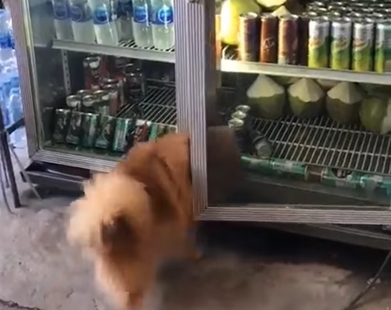 Cachorro n&atilde;o aguentou o calor e tratou de achar um lugar ‘geladinho’ – Foto: Reprodu&ccedil;&atilde;o/Internet