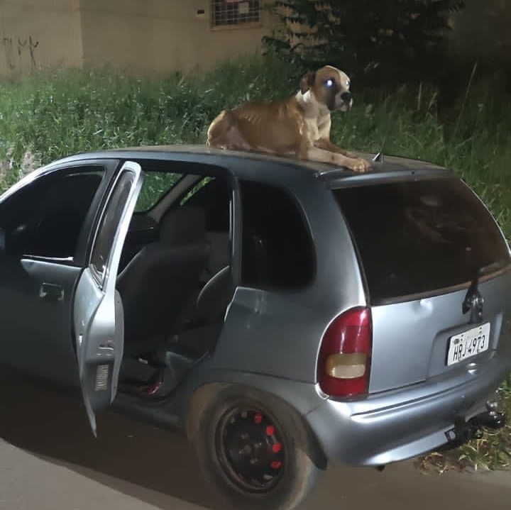 &#8216;Vigia&#8217; canino ficou cuidando do carro furtado até o dono aparecer &#8211; Foto: Reprodução/Internet/ND