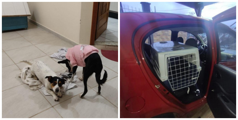 Cachorrinhas foram encontradas mortas após ficarem trancadas em carro de pet shop &#8211; Foto: Divulgação/ND