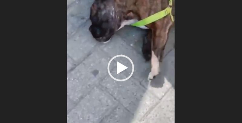 cadela foi resgatada pela polícia