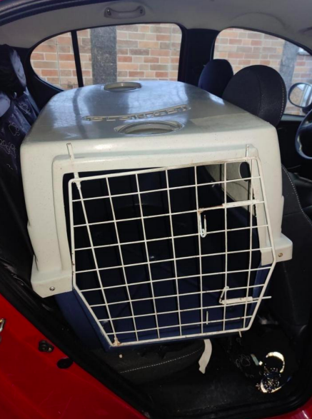 As duas cachorrinhas ficaram em caixa de transporte por seis horas, segundo proprietário do pet shop &#8211; Foto: Divulgação/ND