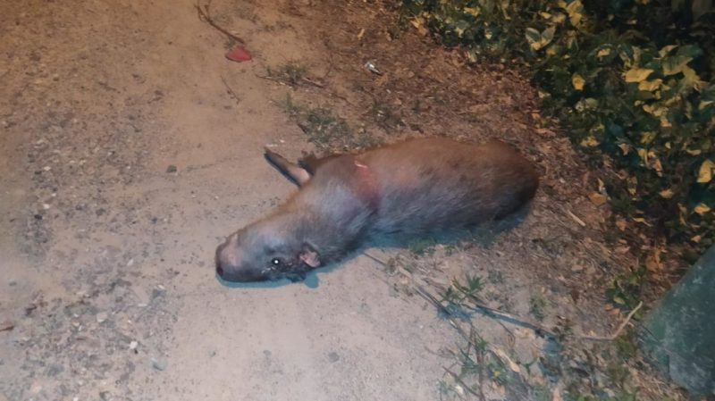 Animais ficaram ca&iacute;dos na via at&eacute; a chegada dom bombeiros – Foto: Divulga&ccedil;&atilde;o/ND
