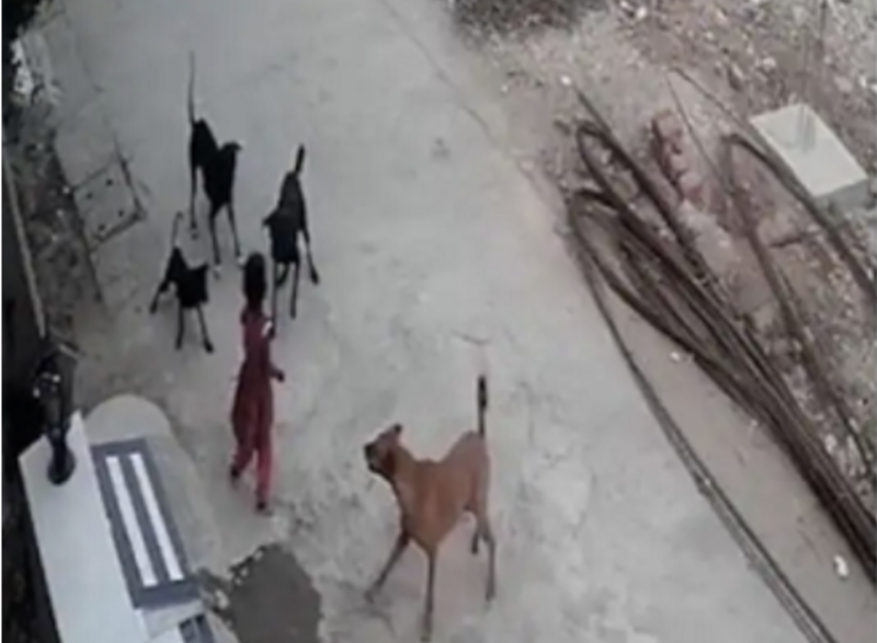 Menina de 4 anos &eacute; atacada por uma matilha de c&atilde;es de rua em Bhopal, na &Iacute;ndia – Foto: Reprodu&ccedil;&atilde;o