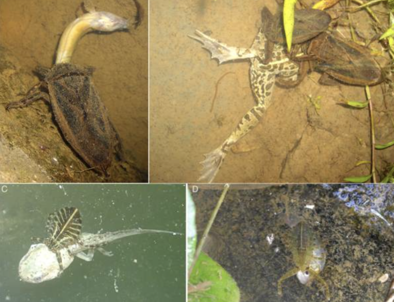 Barata diferente pega, mata e come de tudo – Foto: Reprodu&ccedil;&atilde;o