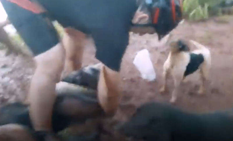 Mundo c&atilde;o: ciclista tenta soltar cachorro enroscado na sucuri – Foto: Reprodu&ccedil;&atilde;o