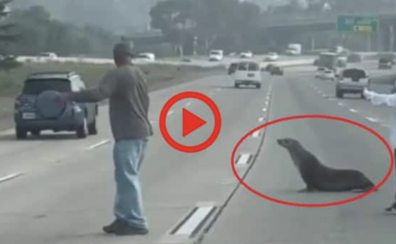 Le&atilde;o-marinho atravessa a movimentada rodovia na Calif&oacute;rnia, indo sabe-se l&aacute; para onde – Foto: Reprodu&ccedil;&atilde;o