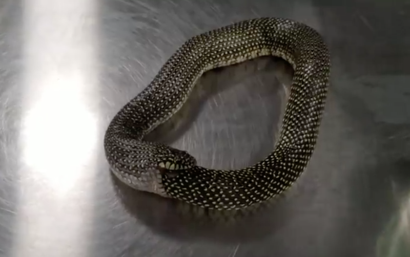 Cobra j&aacute; havia engolido metade do seu corpo, conforme mostra o v&iacute;deo – Foto: Reprodu&ccedil;&atilde;o