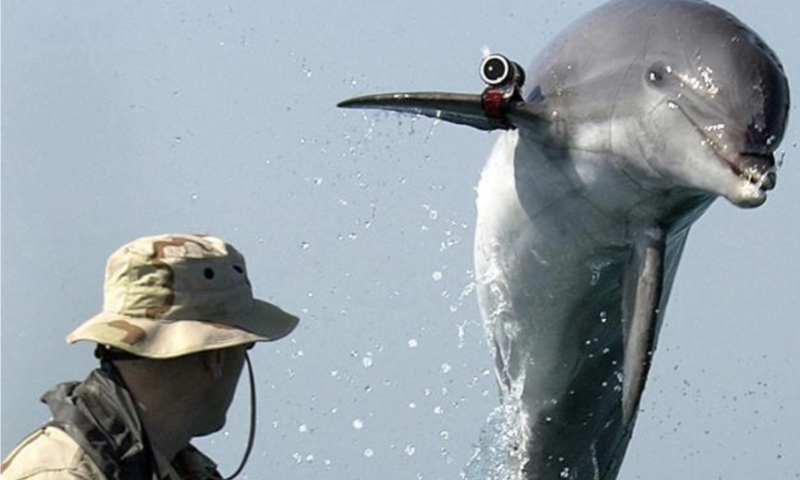 Hamas diz ter provas de que golfinhos assassinos s&atilde;o treinados por Israel – Foto: Reprodu&ccedil;&atilde;o