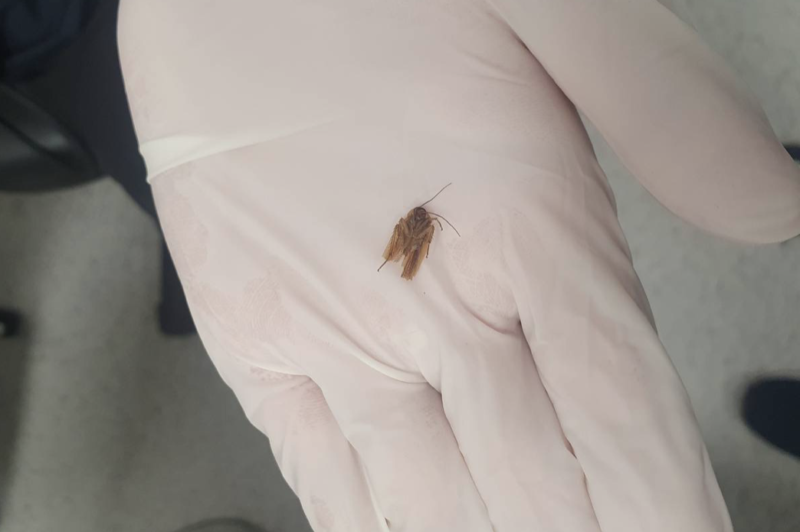 Barata encontrada no ouvido do paciente era do tipo “francesa”, de menor porte – Foto: Reprodu&ccedil;&atilde;o