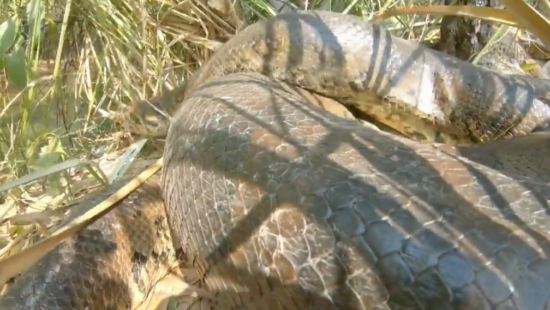 Sucuri toma banho de cachoeira e é levada por correnteza