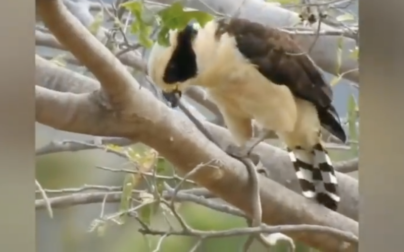 Acau&atilde; &eacute; o terror das cobras venenosas – Foto: Reprodu&ccedil;&atilde;o