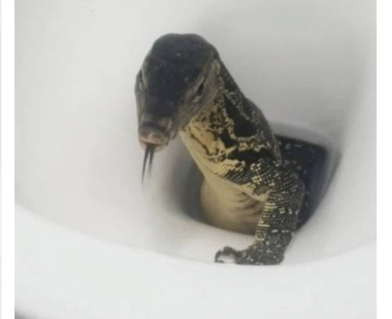 “Havia algo no vaso sanit&aacute;rio e, de repente, apareceu um lagarto enorme”, disse a turista – Foto: Captura de Tela 2022-01-27 &agrave;s 08.54.29