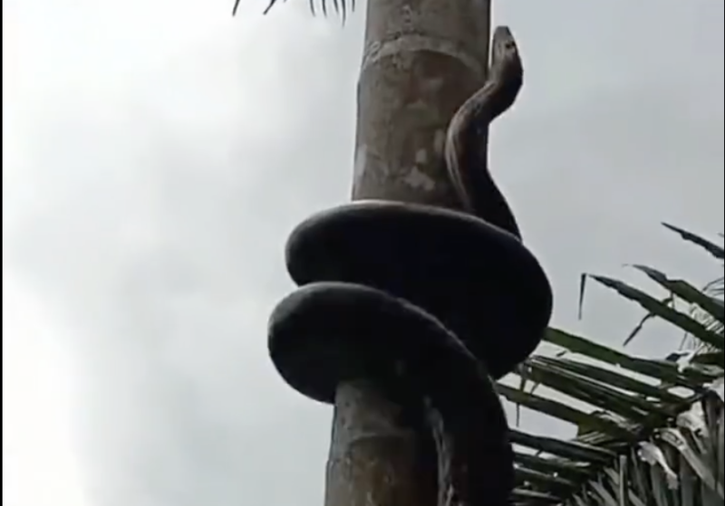 Jiboia usa t&aacute;tica parafuso para escalar palmeira em alta velocidade – Foto: Reprodu&ccedil;&atilde;o