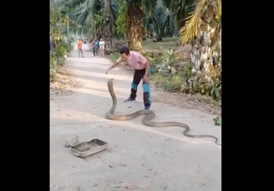 Cobra gigante que viralizou em vídeo pode ser real, mas não é encontrada no  Brasil