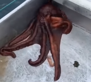 polvo