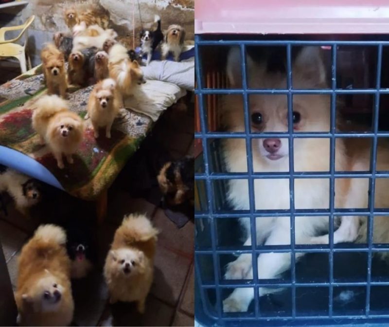 Cães resgatados de cativeiro ilegal em Itajaí poderão ser adotados &#8211; Foto: Polícia Militar/Reprodução/ND