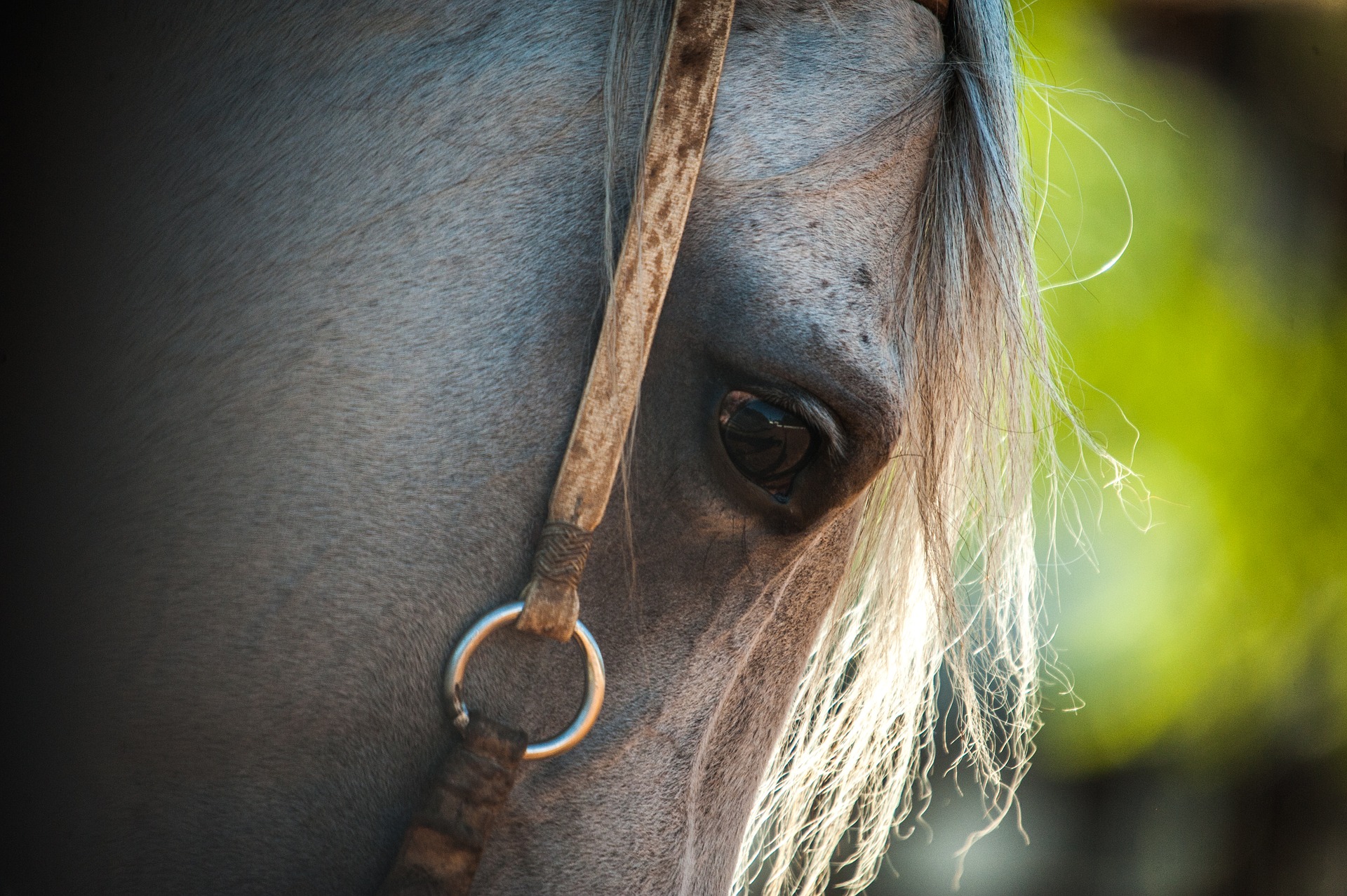 ÉGUA MATA CAVALO GARANHAO MORRE COM COICE DE EGUA CUIDADO 