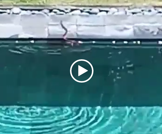 Cobra sendo retirada da piscina – Foto: Arquivo Pessoal/ND