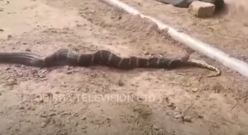 Cobra-rei assusta moradores ao tentar &#8216;almoçar&#8217; píton &#8211; Foto: Odisha TV/Reprodução