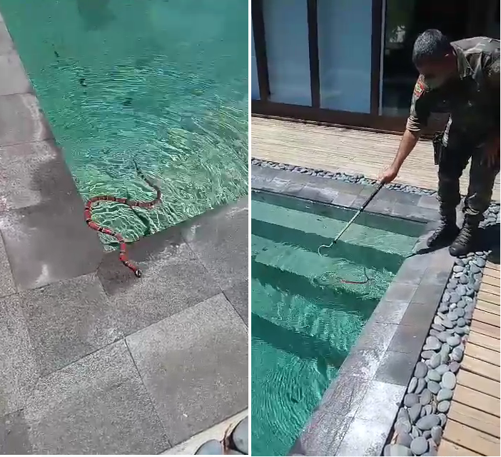 Cobra encontrada em Florianópolis sendo retirada pela PMA