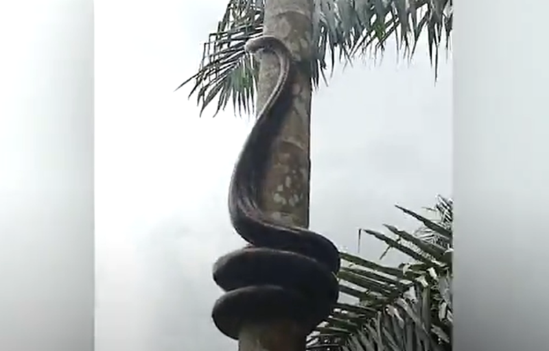 Cobra píton é vista escalando árvore 
