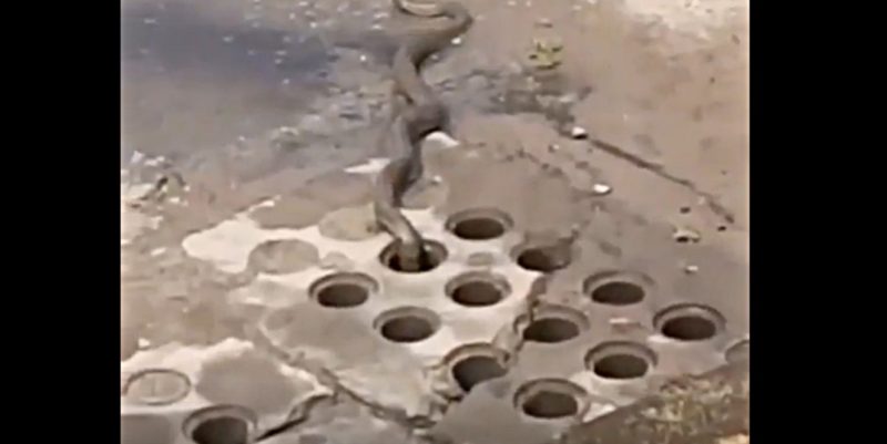 Cobra foi vista em Laguna, segundo moradores – Foto: Reprodu&ccedil;&atilde;o/ND