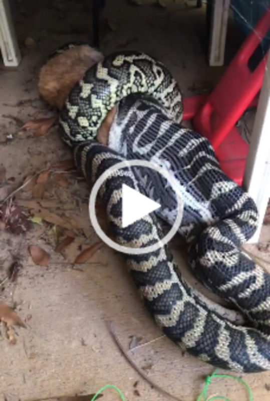 Cobra tentar engolir cachorro em quintal de casa na Austrália &#8211; Foto: Reprodução/Internet