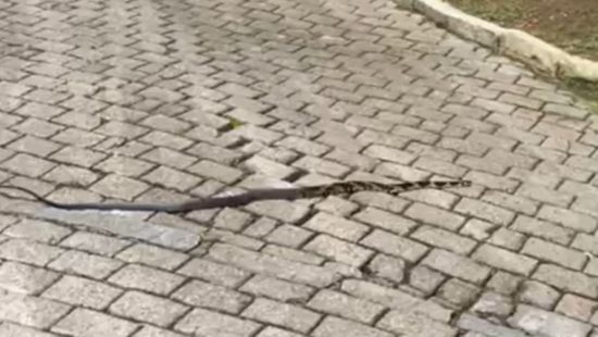 Vídeo mostra cobra-cipó em fio elétrico no Centro de Macuco – SF