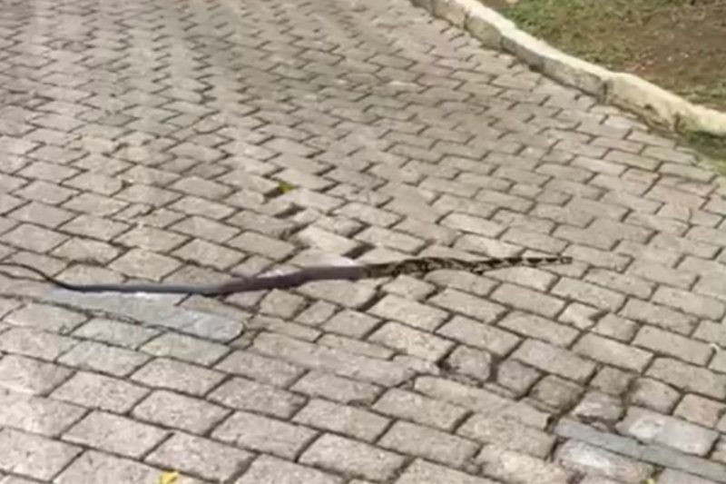 Cobra foi flagrada na manh&atilde; deste s&aacute;bado (15), na subida do Mirante, em Joinville – Foto: Reprodu&ccedil;&atilde;o/ND