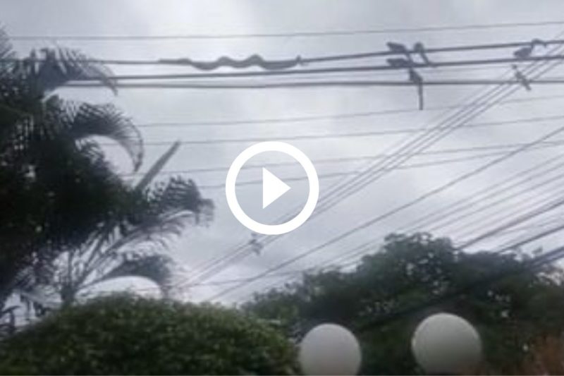 Cobra foi flagrada enroscada no fio de um poste em Salvador &#8211; Foto: Reprodução/Internet