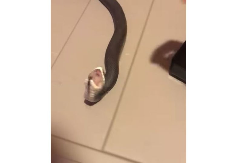 Cobra utiliza t&eacute;cnica como mecanismo de defesa – Foto: Internet/Reprodu&ccedil;&atilde;o/ND