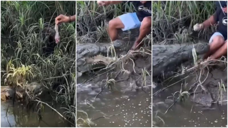 crocodilo