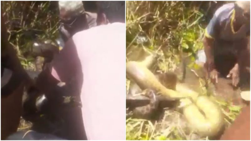 sucuri sendo cortada com serrote