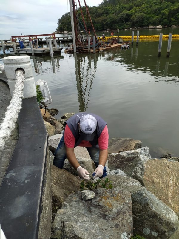 Controle de pragas &eacute; intensificado na Praia Central, em Balne&aacute;rio Cambori&uacute; – Foto: Prefeitura de Balne&aacute;rio Cambori&uacute;/Divulga&ccedil;&atilde;o
