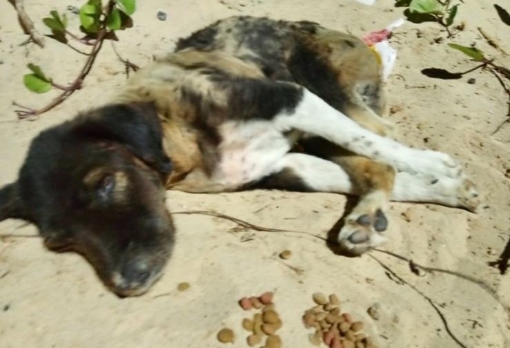 Registro emocionou m&eacute;dico de Laguna, que resolveu adotar, Bigode e sua parceira insepar&aacute;vel, Mel. – Foto: Arquivo Pessoal/Divulga&ccedil;&atilde;o