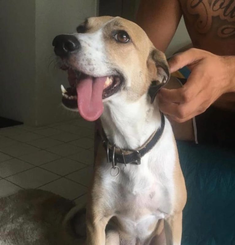 Pandora foi encontrada e j&aacute; est&aacute; com a fam&iacute;lia – Foto: Reprodu&ccedil;&atilde;o/Internet