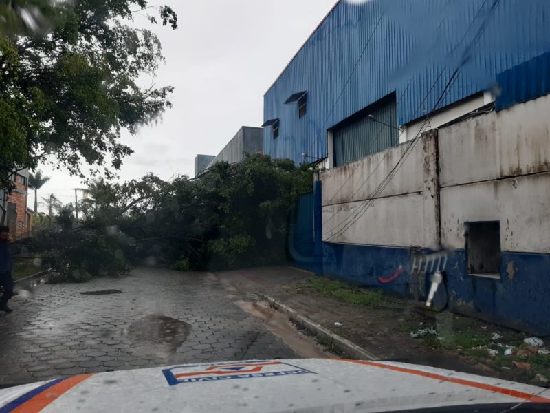 &Aacute;rvore caiu e interditou rua no S&atilde;o Vicente – Foto: Defesa Civil/Prefeitura de Itaja&iacute;/Divulga&ccedil;&atilde;o
