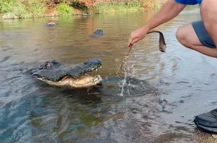 ‘dentista de crocodilo’ tira dente de animal com graveto – Foto: Reprodu&ccedil;&atilde;o/TikTok