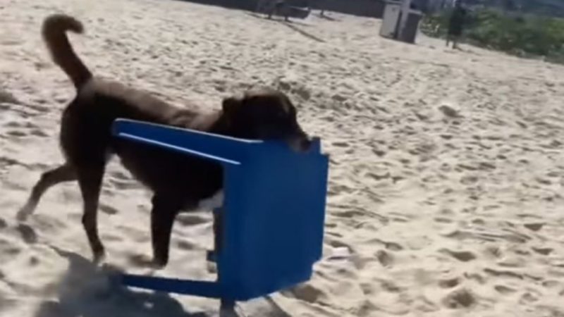 C&atilde;ozinho ajuda funcion&aacute;rios de quiosque a entregar mesas na areia da praia – Foto: Reprodu&ccedil;&atilde;o/Instagram