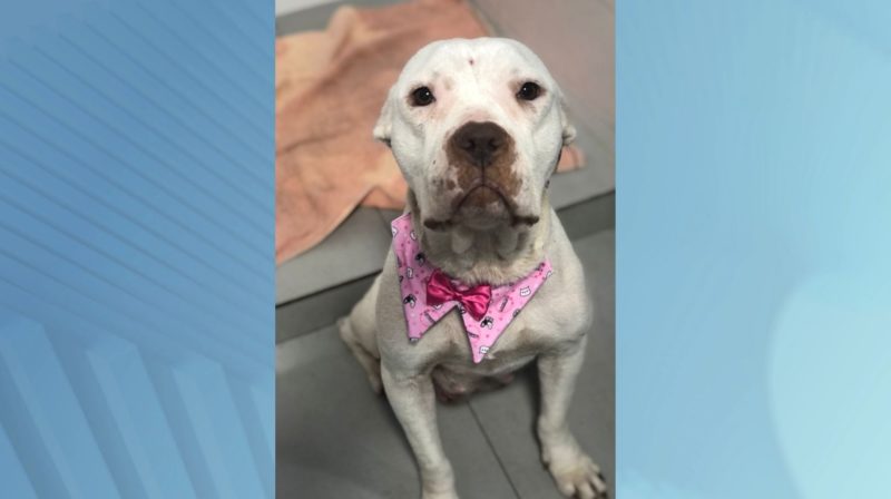 Mel foi atendida pelos veterin&aacute;rios e em seguida encaminhada ao pet shop em Brusque, ela ficar&aacute; em observa&ccedil;&atilde;o nos pr&oacute;ximos dias – Foto: J&eacute;ssica Ricardo/Acapra/Divulga&ccedil;&atilde;o/ND