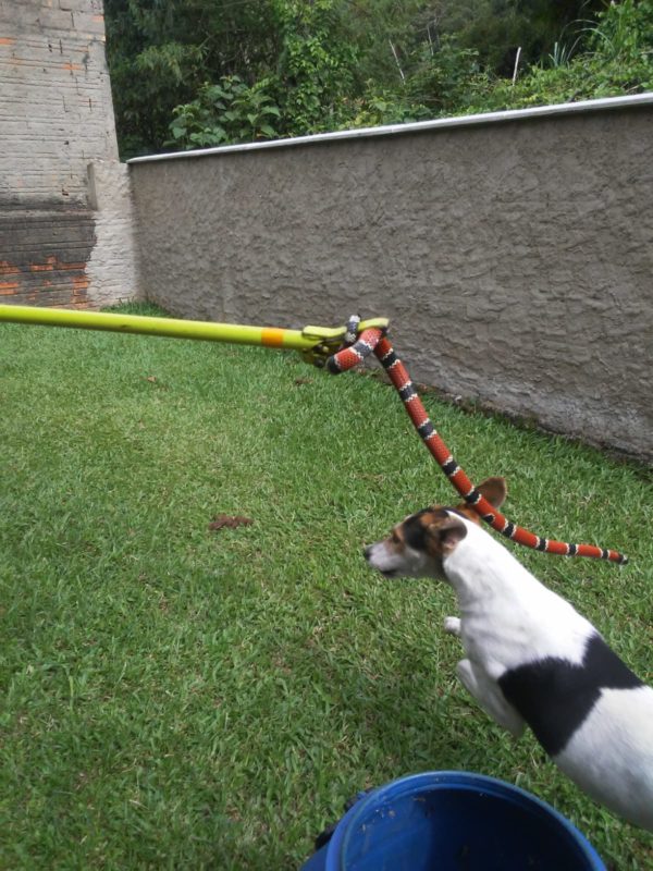 Cãozinho rouba a cena em captura de cobra coral em Ibirama &#8211; Foto: Divulgação/Bombeiros Voluntários de Ibirama/ND