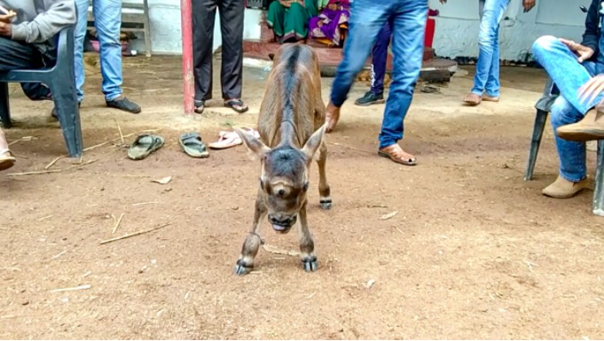 Segundo o Dr. Tarun Ramteke, o animal nasceu assim por causa de desordens hormonais – Foto: Divulga&ccedil;&atilde;o/PTI/ND