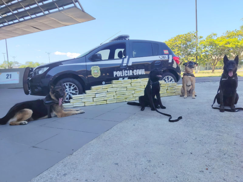Cães encontram carga de maconha dentro de ônibus em Florianópolis &#8211; Foto: PC/Divulgação/ND