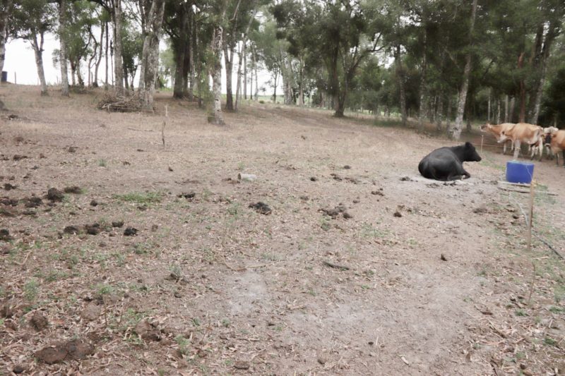 Pecuária também é impactada pela estiagem – Foto: Prefeitura de Canoinhas/Divulgação