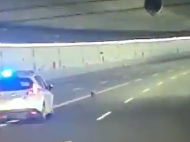 Cachorro foi escoltado durante todo trajeto do túnel