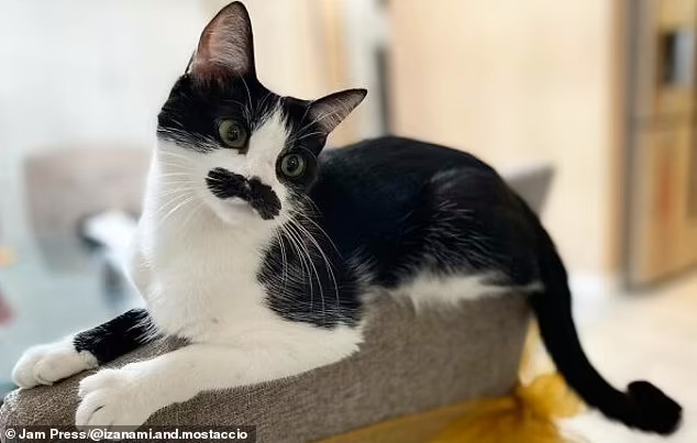 O gato com ‘bigode’ foi adotado por Natalie e vive nos Estados Unidos – Foto: Mostaccioli/Divulga&ccedil;&atilde;o ND
