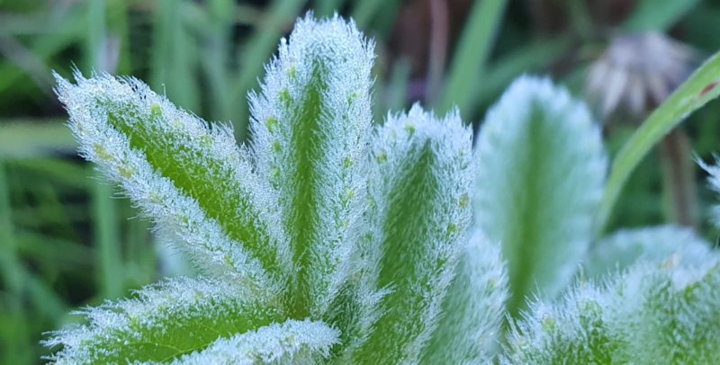 Geada em S&atilde;o Joaquim – Foto: Mycchel Legnaghi/S&atilde;o Joaquim Online