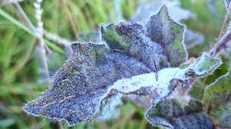 Ainda em outubro, Santa Catarina tem previs&atilde;o de geada – Foto: Mycchel Legnaghi/S&atilde;o Joaquim Online